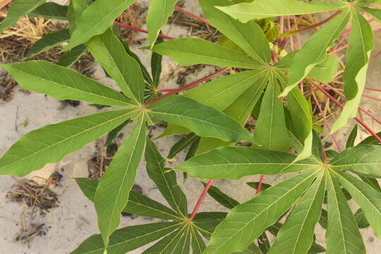 Planta de mandioca, folha do p&eacute; de macaxeira, cultivo ecol&oacute;gico familiar de planta&ccedil;&atilde;o de aipim