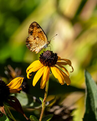 A buckeye butterfly feeding on a flower