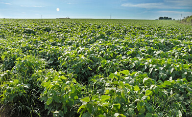 Typical landscape of remnant cerrado (savanna) with mechanized soybean farming. Abadiânia, GO,...