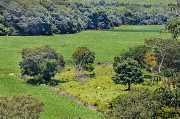 Typical landscape of remnant cerrado (savanna) with mechanized soybean farming. Abadiânia, GO,...