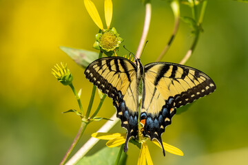 A male Eastern Tiger Swallowtail butterfly feeding on a flower