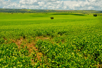 Typical landscape of remnant cerrado (savanna) with mechanized soybean farming. Abadiânia, GO, Brazil, 2019