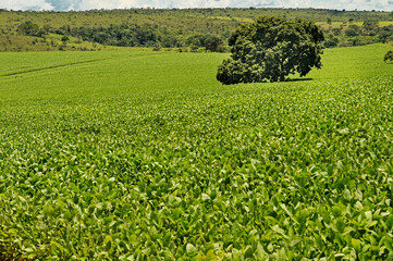 Typical landscape of remnant cerrado (savanna) with mechanized soybean farming. Abadiânia, GO,...