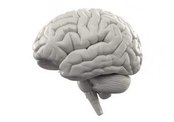 Detailed 3d rendering of a human brain showing the cerebrum cerebellum and brainstem isolated on transparent background