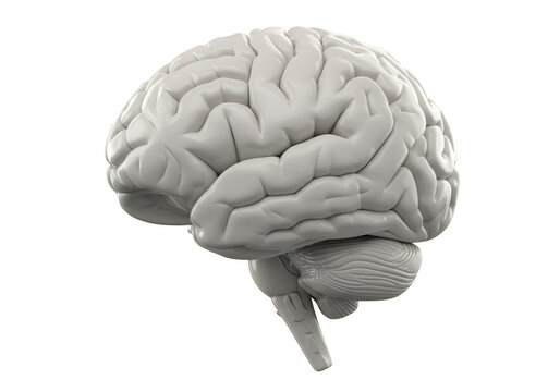 Detailed 3d rendering of a human brain showing the cerebrum cerebellum and brainstem isolated on transparent background
