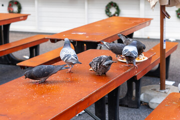 City pigeons scavenge for leftover food on a street food stall table
