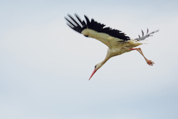 Close-up of an adult white stork in flight.
