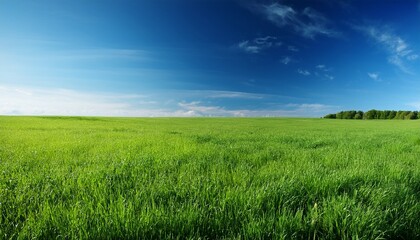 Obraz premium lush green grass stretches endlessly under a clear blue sky