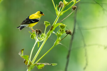 A male goldfinch feeding on a flower