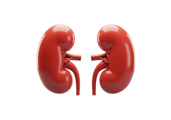 Realistic 3d rendering of two healthy human kidneys with visible ureters isolated on transparent background