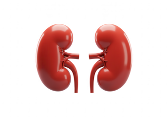 Realistic 3d rendering of two healthy human kidneys with visible ureters isolated on transparent background