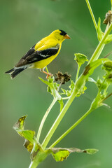 A male goldfinch feeding on a flower