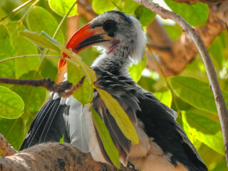 Western Red-billed Hornbill Preening Feathers