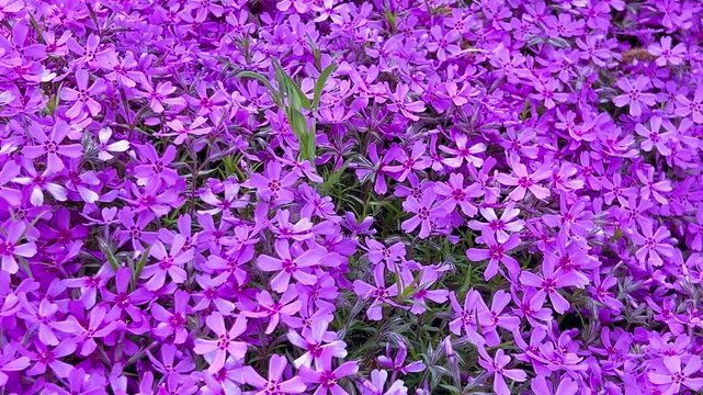 Bright pink purple flowers of the flowering plant phlox subulata the creeping phlox, moss phlox, moss pink or mountain phlox.