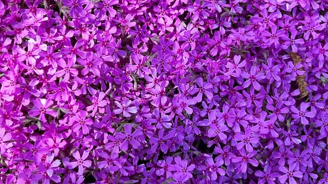 Bright pink purple flowers of the flowering plant phlox subulata the creeping phlox, moss phlox, moss pink or mountain phlox.