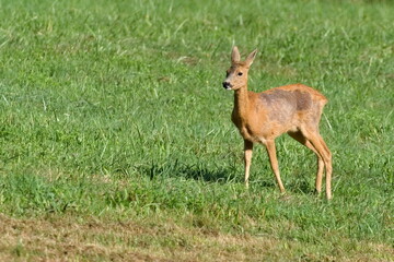 Capreolus capreolus european roe deer female with moulted fur on a field. Nature of Czech republic.