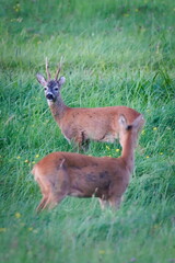 Roe Deer (Capreolus capreolus) pair in summer meadow – common species in the Czech Republic.