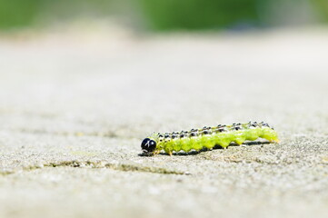 Box tree moth caterpillar (Cydalima perspectalis) on the stone. Common invasive butterfly in Czech republic.