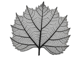 Isolated charcoal grey petrified leaf, skeletal veins, macro shot, white background, copy space, concept of enduring natural beauty and minimalism
