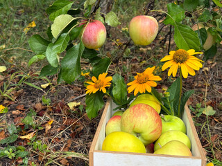 Picking apples in autumn orchard 