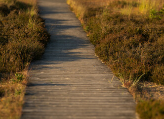 Wooden path curving through coastal moorland.