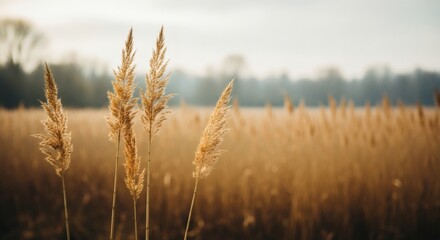 Fototapeta premium Soft fabric swirl with subtle colors and gentle texture