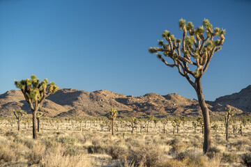 Park Road Landscape