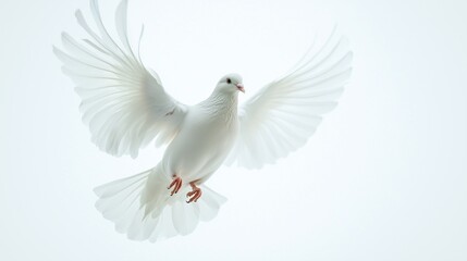 Obraz premium White dove in the air. Beautiful white dove flying in the sky. Concept isolated on a background of freedom. White dove flying in the sky lifestyle.