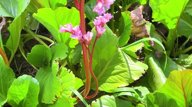 Pink flowers of Limonium or sea-lavender, statice, caspia or marsh-rosemary against a background of lush green leaves in a garden flowerbed.