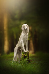 Fototapeta premium A white Saluki dog poses regally. It is seated on a tree stump covered in green moss in a sun-dappled forest. The dog is alert, with its long fur flowing
