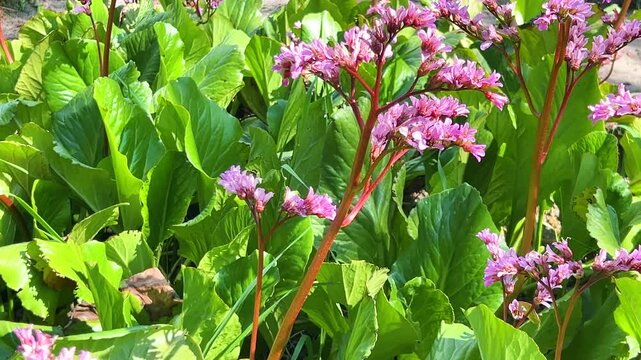 Pink flowers of Limonium or sea-lavender, statice, caspia or marsh-rosemary against a background of lush green leaves in a garden flowerbed.
