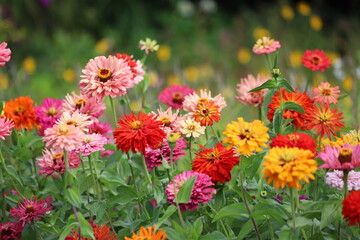 Common zinnia or elegant zinnia in garden.