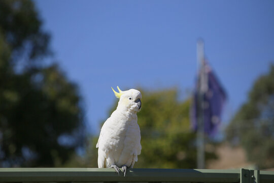 Wild parrot is sitting on fence. Australian flag is blurred in background