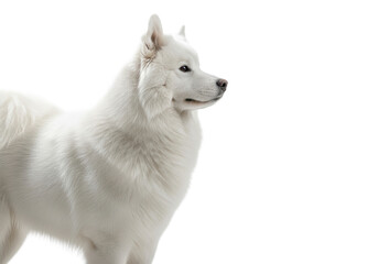 Majestic adult snow-white Samoyed dog with thick, fluffy coat standing calmly on a bright white studio background, high-key lighting, regal posture, serene watchfulness and peaceful solitude concept