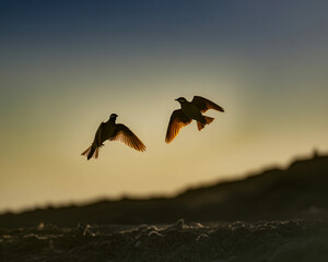 Two birds silhouetted in flight against a sunset sky