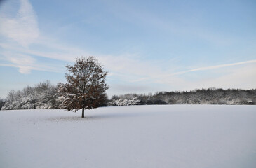 Snow-covered meadow near Aasee in MÃ¼nster. A solitary tree stands in the wide white field,...