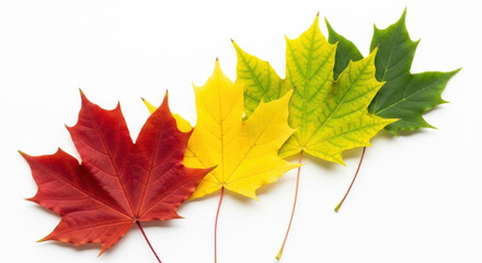 Fototapeta premium Vibrant maple leaves displaying autumnal color transitions against a clean white background with focus on seasonality