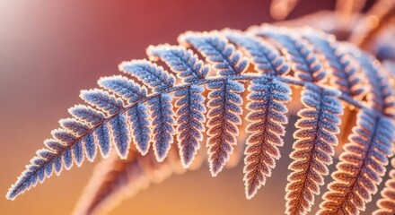 Naklejka premium Close up of a frost covered fern leaf illuminated by golden hour light