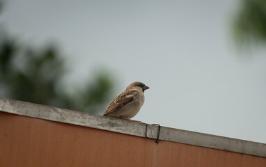 A sparrow perched on a rooftop against a blurred, neutral background