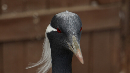 Demoiselle crane, or little crane. Bird's head close up