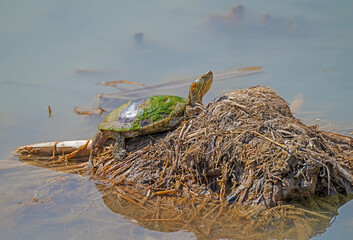 Big Bend Slider Enjoying the Spring Sun