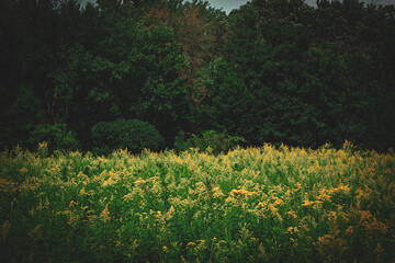 A field of Canadian Goldenrod (Solidago canadensis). Beautiful nature pollinator landscape with a forest in the background. North America, Upper Midwest, Wisconsin