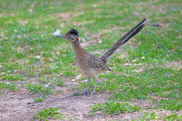 Greater Roadrunner Patrolling a Meadow