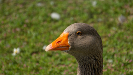 Country geese close-up. Goose head close-up, beak and eyes of the bird. Close-up shot of poultry.