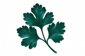 Fresh parsley leaf isolated on transparent background, ideal for food blogs, restaurant menus, or any culinary-themed design