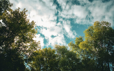 A majestic sky with scattered white clouds, viewed from beneath a canopy of green trees with copy space. Outdoor pursuit background with copy space