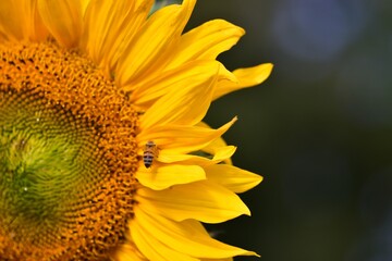 Bright sunflower (Helianthus annuus) with a honeybee collecting nectar on yellow petals in sunlight. Close-up showing vibrant bloom and pollination process.