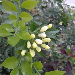green apple tree
