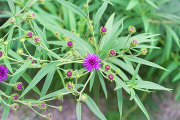 Vernonia gigantea, also known as giant ironweed, tall ironweed or ironweed. Top view