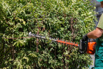 Professional gardener trimming bush with a brush cutter. Garden worker cares of plant cutting bush, mowing grass. Park maintenance